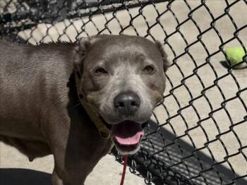Pit Bull Terrier Dogs Available for Adoption in Tulsa, Oklahoma - DAISY | PetCurious