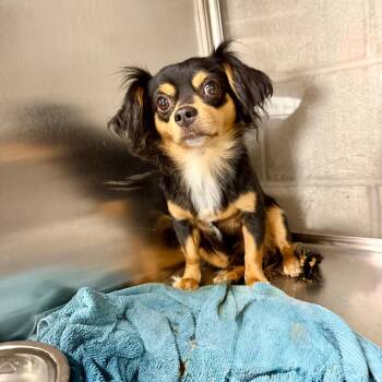 Hudson -  Chihuahua Dog for Adoption in Yuma, Arizona - Hudson | PetCurious
