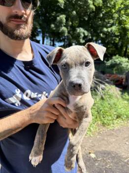 SJ -  American Bully Dog for Adoption in Wanaque, New Jersey - SJ | PetCurious
