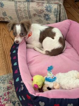 Kai - ADOPTION IN PROCESS -  Chihuahua Dog for Adoption in Grafton, Wisconsin - Kai - ADOPTION IN PROCESS | PetCurious