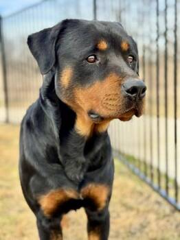 Rottweiler and Mixed Breed Dogs Available for Adoption - Jorge | PetCurious