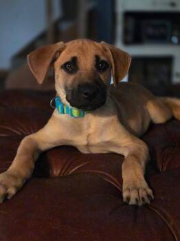 Sparky -  Mixed Breed Dog for Adoption in Kenosha, Wisconsin - Sparky | PetCurious