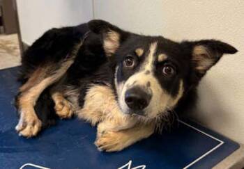 Peanut -  Australian Shepherd and Mixed Breed Dog for Adoption in Bridgewater, New Jersey - Peanut | PetCurious