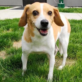 Beagle and Mixed Breed Dogs Available for Adoption in Fort Wayne, Indiana - Lucy | PetCurious