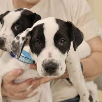 Pointer Dogs Available for Adoption in Briarcliff Manor, New York - Imani **available At Offsite Adoption Event On Sunday, 6/7* Plea | PetCurious