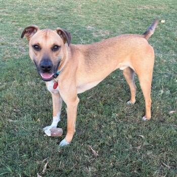 Rover -  Black Mouth Cur Dog for Adoption in Seguin, Texas - Rover | PetCurious