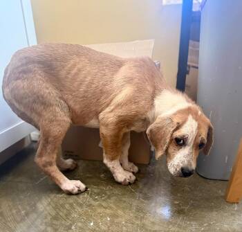 Cattle Dog Dogs Available for Adoption - Darla 26D-001 | PetCurious