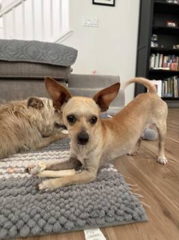 Frankie -  Chihuahua Dog for Adoption in Davis, California - Frankie | PetCurious
