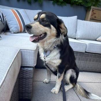 Crostini -  Mixed Breed and None Dog for Adoption in Buffalo, Minnesota - Crostini | PetCurious