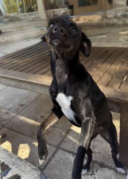 Rescue Chihuahua Dogs for Adoption in Richmond, Texas - Heather | PetCurious