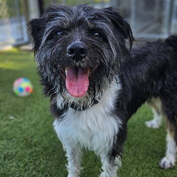 Paisley -  Miniature Schnauzer and Poodle Dog for Adoption in Smithville, Missouri - Paisley | PetCurious