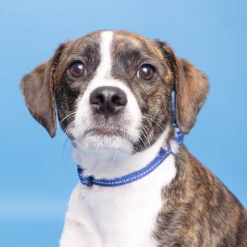 Mixed Breed Dogs Available for Adoption in Franklin, Tennessee - Kai | PetCurious