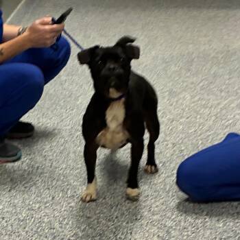 Missy -  Mixed Breed Dog for Adoption in Greenville, South Carolina - Missy | PetCurious