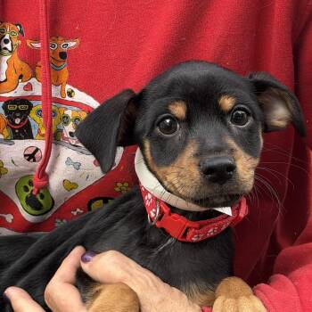 Rocko -  Chihuahua Dog for Adoption in Louise, Texas - Rocko | PetCurious
