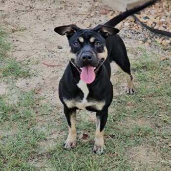 Millie -  Shar Pei and Pit Bull Terrier Dog for Adoption in Leesburg, Georgia - Millie | PetCurious