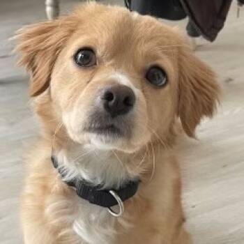 Rescue Golden Retriever and Mixed Breed Dogs for Adoption - Max | PetCurious