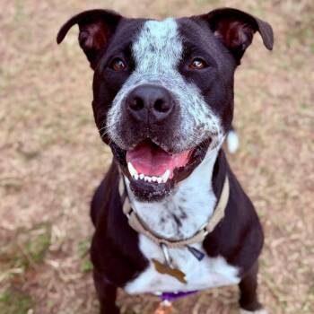 Rescue American Bulldog and Catahoula Leopard Dog Dogs for Adoption in Freeport, Florida - Mandy | PetCurious