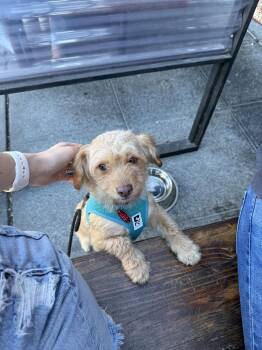 Cimeron AKA Cimmy - Sweet Girl -  Poodle Dog for Adoption in Kirkland, Washington - Cimeron AKA Cimmy - Sweet Girl | PetCurious