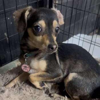 Azalea *Arriving 9/12* D12284 -  Chihuahua and Miniature Dachshund Dog for Adoption - Azalea *Arriving 9/12* D12284 | PetCurious