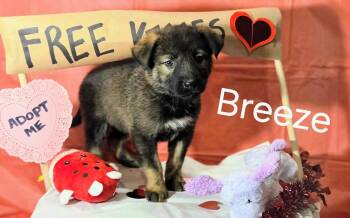 Husky and German Shepherd Dog Dogs Available for Adoption - BREEZE | PetCurious