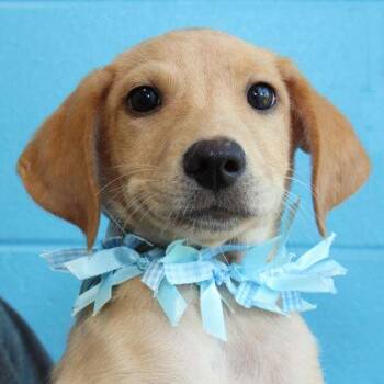 Reginald -  Mixed Breed Dog for Adoption in Lansing, Michigan - Reginald | PetCurious