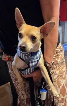 Tater Tot -  Chihuahua and Dachshund Dog for Adoption in Hillsboro, Oregon - Tater Tot | PetCurious