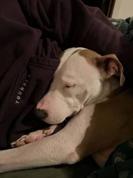 Mixed Breed Dogs Available for Adoption - Maci | PetCurious