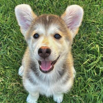 Keesha -  Husky Dog for Adoption in Oakville, Ontario - Keesha | PetCurious