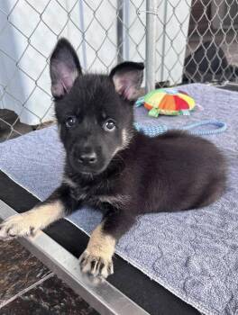 *Anya -  German Shepherd Dog Dog for Adoption in Fort Worth, Texas - *Anya | PetCurious
