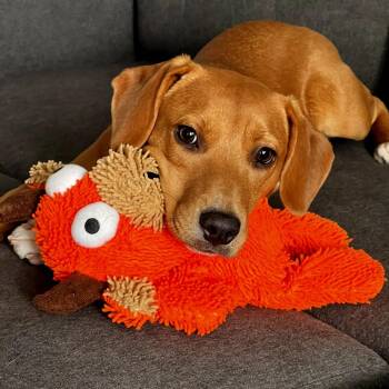 Labrador Retriever Dogs Available for Adoption in Chicago, Illinois - Ellie | PetCurious