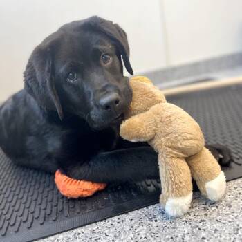 Black Labrador Retriever Dogs Available for Adoption - Bjorn | PetCurious