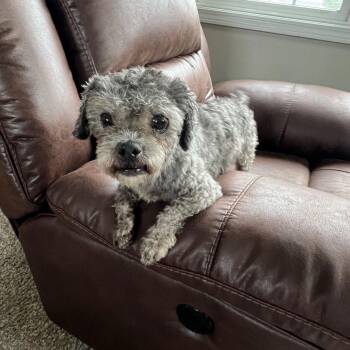 Shih Poo and Shih Tzu Dogs Available for Adoption in Barrington, Illinois - Dale | PetCurious