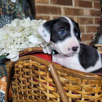 Pit Bull Terrier Dogs Available for Adoption - Orchid - Zelda