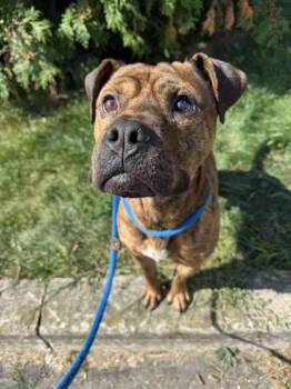 Rescue Mixed Breed Dogs for Adoption in Erie, Pennsylvania - Scooby | PetCurious