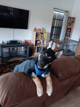 Rescue German Shepherd Dog and Husky Dogs for Adoption - Panzer | PetCurious