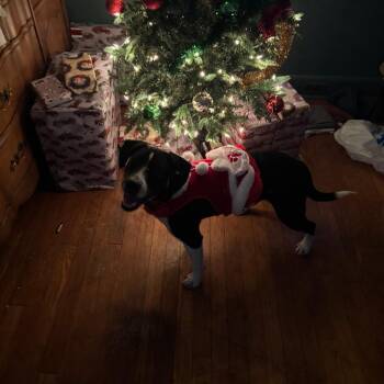 Hound Dogs Available for Adoption in Lynchburg, Virginia - Spice | PetCurious