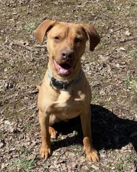 Rescue Boxer Dogs for Adoption in Potsdam, New York - Duke | PetCurious