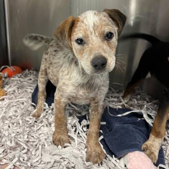 Maldon -  Australian Cattle Dog Blue Heeler and Terrier Dog for Adoption in Clearwater, Florida - Maldon | PetCurious