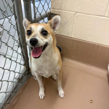 Corgi and Chihuahua Dogs Available for Adoption in Reno, Nevada - Mizzi | PetCurious