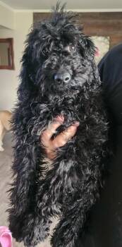 Bernedoodle Dogs Available for Adoption in Twin Lakes, Wisconsin - #266 | PetCurious