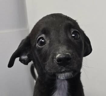 Anchorage -  Spaniel and Chihuahua Dog for Adoption in Newport, Tennessee - Anchorage | PetCurious