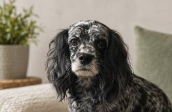 Cockapoo and Cavalier King Charles Spaniel Dogs Available for Adoption in Coachella, California - Candee | PetCurious