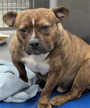 Mixed Breed Dogs Available for Adoption in Dallas, Texas - GUPPIE | PetCurious