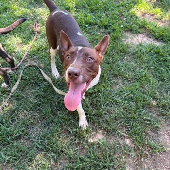 Nacho Fries -  Mixed Breed Dog for Adoption in Binghamton, New York - Nacho Fries | PetCurious