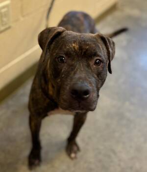 Rescue Staffordshire Bull Terrier and Mixed Breed Dogs for Adoption in Texas City, Texas - JINU | PetCurious