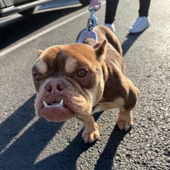 English Bulldog Dogs Available for Adoption in Huber Heights, Ohio - Erika | PetCurious