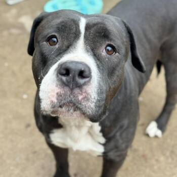 Mixed Breed Dogs Available for Adoption in Chicago, Illinois - Cali | PetCurious