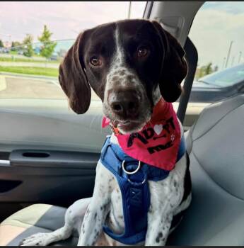 Cole -  German Shorthaired Pointer Dog for Adoption in Owensboro, Kentucky - Cole | PetCurious