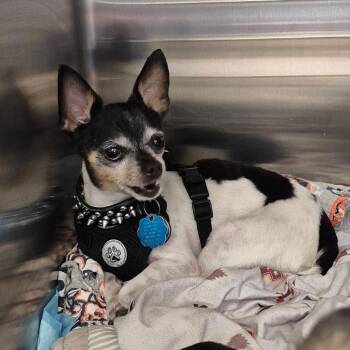 Chihuahua Dogs Available for Adoption in Bastrop, Texas - Dommy 26-05-143 | PetCurious