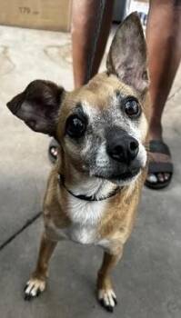 Romeo Jack~FOSTER or FOSTER TO ADOPT NEEDED~ -  Chihuahua Dog for Adoption in Minneapolis, Minnesota - Romeo Jack~FOSTER Or FOSTER TO ADOPT NEEDED~ | PetCurious